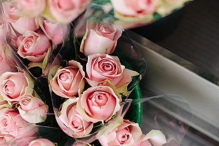 πρόσωπο, Προβολή, ροζ, τριαντάφυλλα, λουλούδια, μπουκέτο, λουλούδι