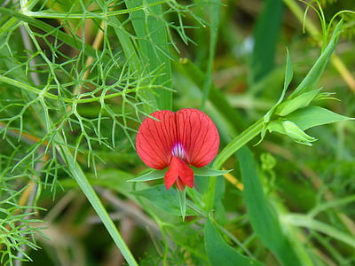 Wild flower, zirņu ziedu, sarkanu ziedu, mazs, skaistumu, detalizēti