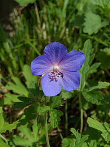 Storkenæb, Geranium rozanne, blå, Violet, busk, Geranium, Storkenæb-familien