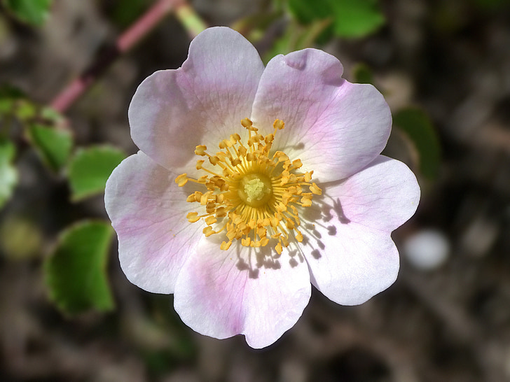 Rosa canina, vild blomma, vildros, skönhet