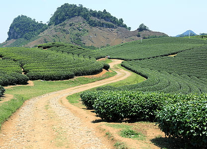 Son la, Vietnam, Plantation, čaj, pole, moc chau, poľnohospodárstvo