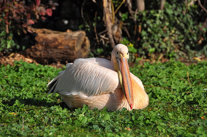 white pelican, pelikan, pelecanus onocrotalus, zoo, bird, pelecanidae, sitting