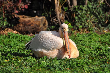 бял пеликан, Пеликан, Pelecanus onocrotalus, Зоологическа градина, птица, pelecanidae, седи