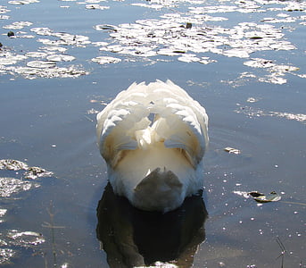 Swan, pene ciufulit, apa, natura, animale, alb, pene