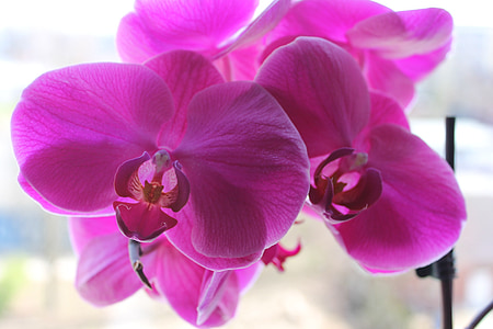 orquídia, flors, l'estiu, natura, planta, porpra
