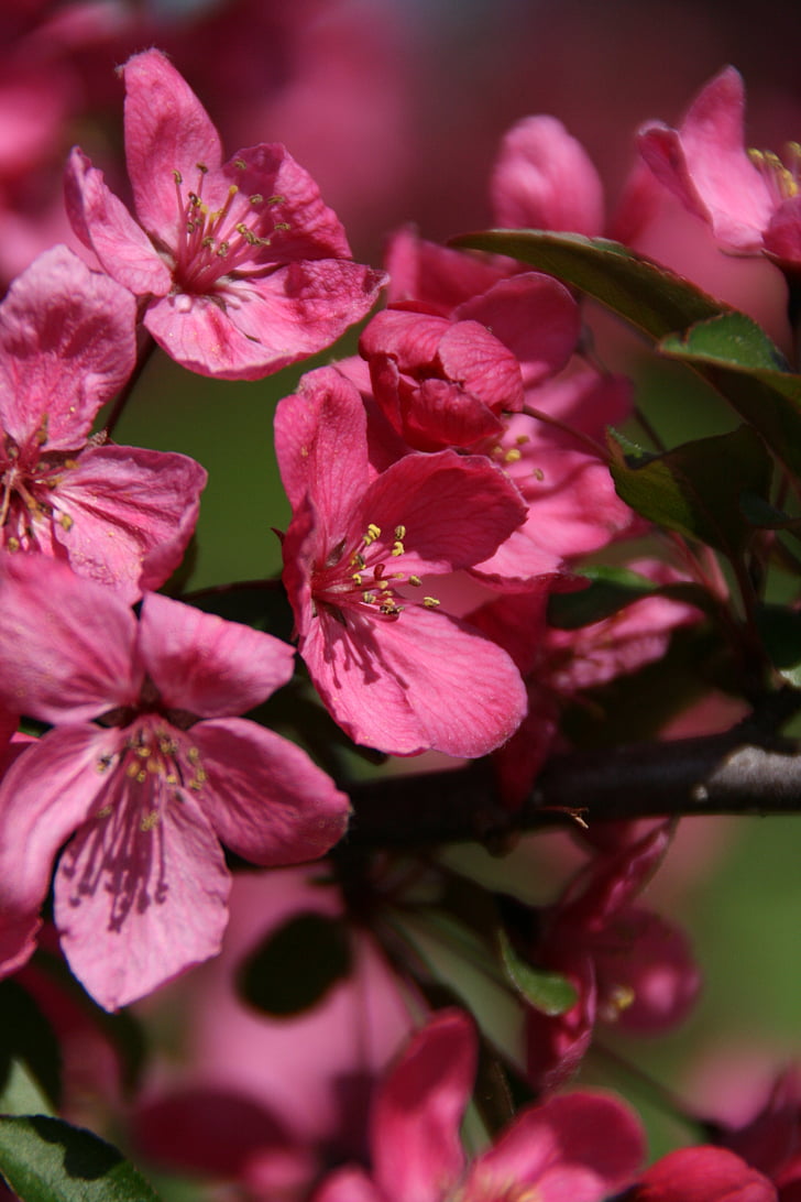blossoms, pink, nature, spring, beautiful, garden, blooming