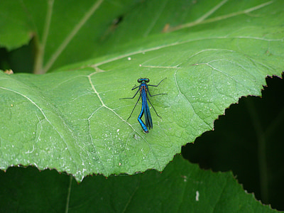 Dragonfly, hmyz, makro, hmyzí makro, modrá, letu hmyz