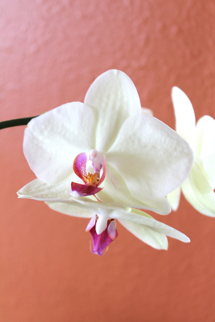 orquídia, blanc, flor, tropical, pètal, flor, flora