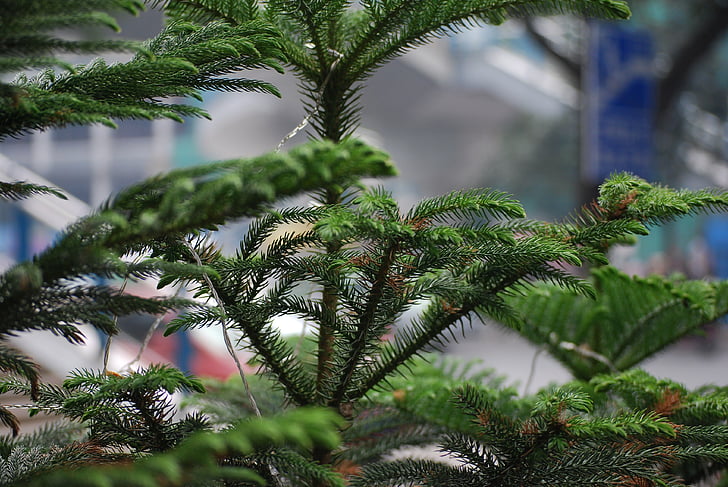 puu, mänd, Norfolk, Island, igihaljas, jõulud, okas