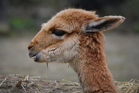 de vicuña, dier, zoogdier, natuur, dieren in het wild, gras, buitenshuis