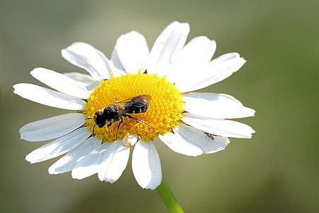 λουλούδι, άνθος, άνθιση, έντομο, λευκό, μέλισσα, Μαργαρίτης