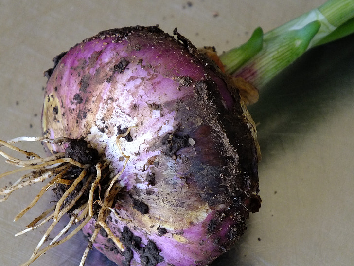 red onion, vegetable harvest, organic gardening
