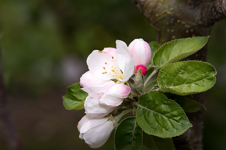 Apple tree blossom, blommor, vit, naturen, trädgård, i trädgården, köksträdgård