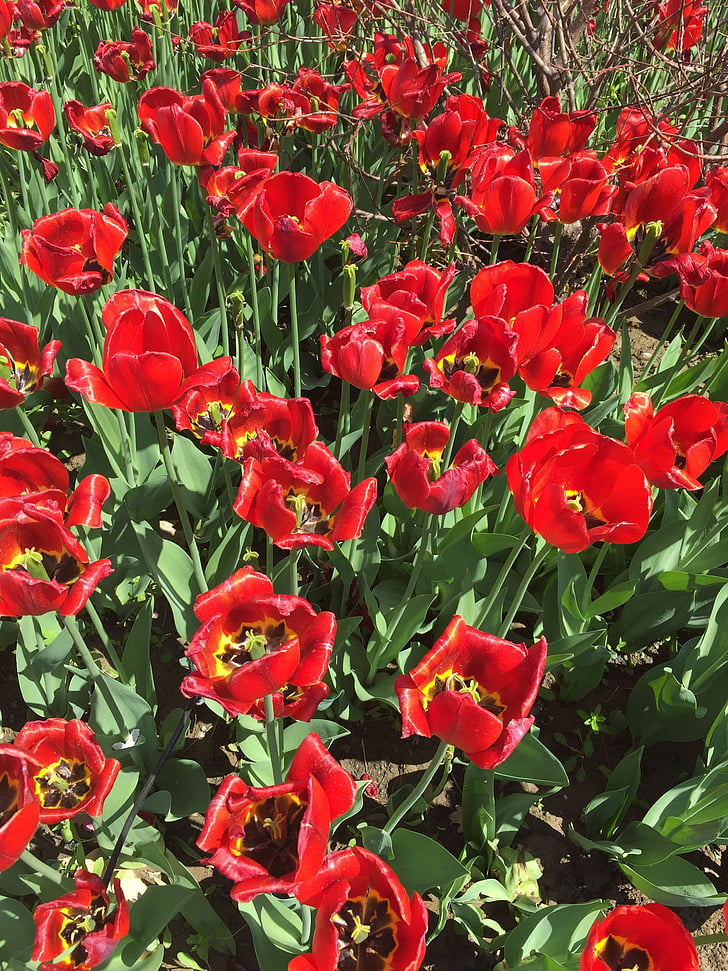 Tulip, bunga, Cinta, alam, merah, bunga, tanaman