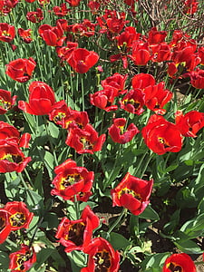 tulipano, fiori, amore, natura, rosso, fiore, pianta