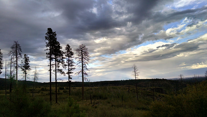 clouds, grass, landscape, nature, outdoors, sky, trees