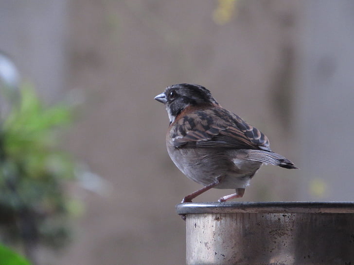 Sparrow, Gorrion, à la recherche, jardin, oiseau, nature, animal