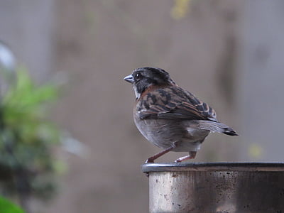 sparrow, gorrion, looking, garden, bird, nature, animal