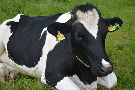 крава, земеделски производител, Черно бели, пасища, трева, браузър, ферма