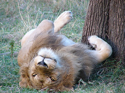 lion, africa, animal, wildlife, safari, male