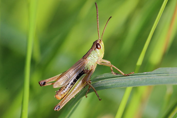 grasshopper, insect, close, macro, nature, animal, locust