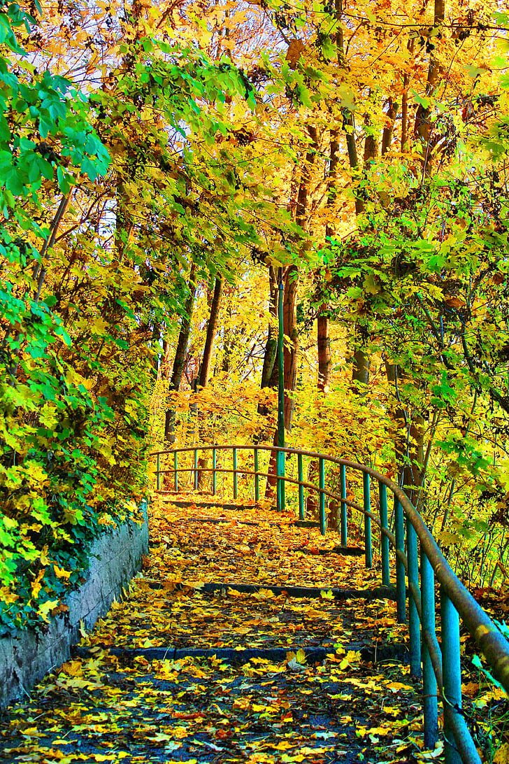Woods, cesta, Forest, Príroda, chodník, jeseň, Pešia turistika
