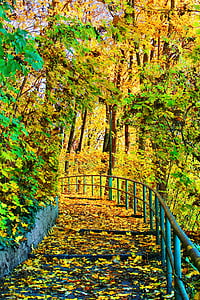 miškai, kelias, miško, Gamta, takas, rudenį, žygiai pėsčiomis
