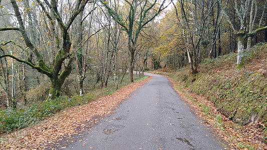 strada, curva, foglie