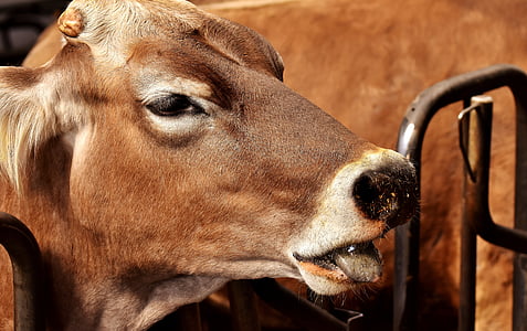 Kuh, Nutztier, Rindfleisch, Stall, tierische Naturfotografie, schließen, ein Tier