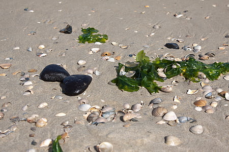 mussels, sand, windspiel, nature, beach, animals, stones