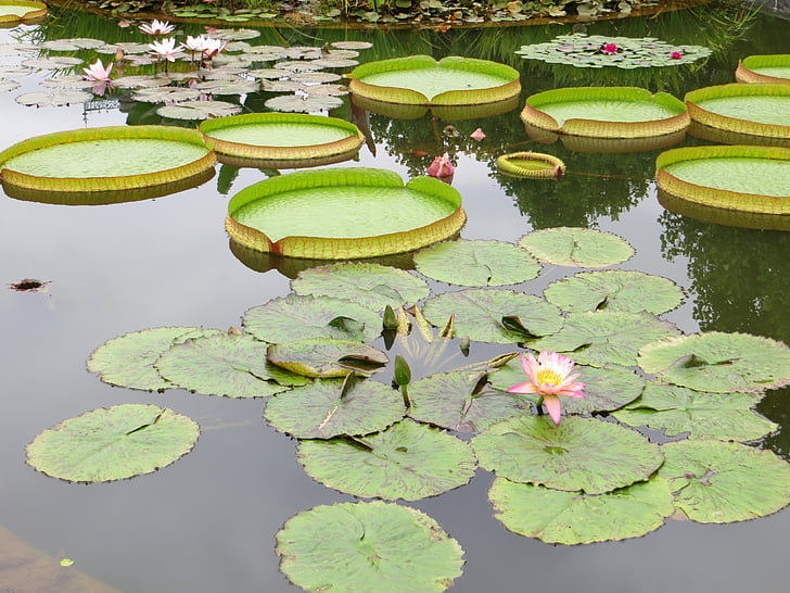 Lily pads, dammen, näckros, Lotus, naturen, Anläggningen, grön