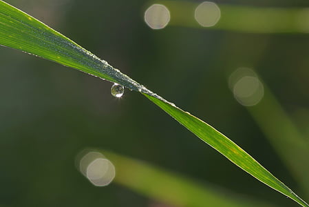 a drop of, grass, rosa, blade, macro, green, meadow