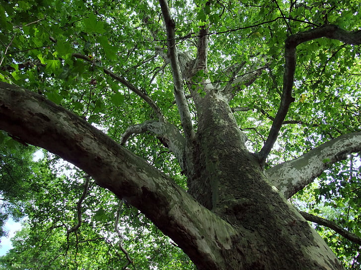 Baum, Maple-leaved Flugzeug, Blätter, Krone, ästhetische, Stamm