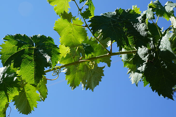 winogron, drzewo, Natura, liść, Latem, niebo, niebieski