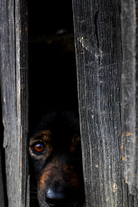 suns, bail suns, dzīvnieku, paslēpt, paslēpts