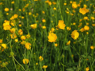 บัตเตอร์คัพ, แหลมดอก, ดอกไม้, สีเหลือง, บัทเทอร์คัพ, hahnenfußgewächs, ranunculaceae