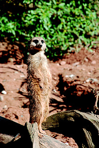 Meerkat, gradina zoologica, nisip, curios, natura, animale, Desert