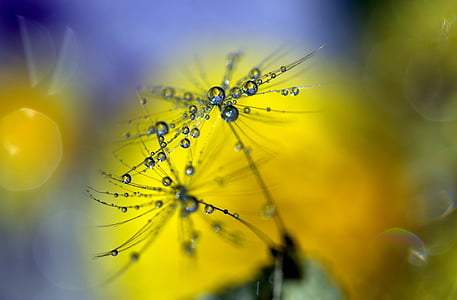 dandelion, drops, wet, macro, plant, water, coloring