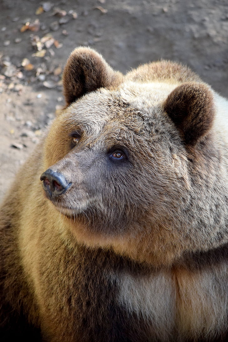 Bär, die Welt der Tiere, Wildpark, Bärengehege, ein Tier, tierische wildlife, Tiere in freier Wildbahn