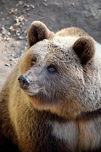 ours, monde animal, Parc animalier, enclos de l’ours, un animal, faune animale, animaux à l’état sauvage