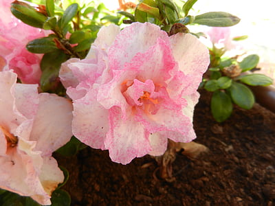 Azalea, floare, arbust