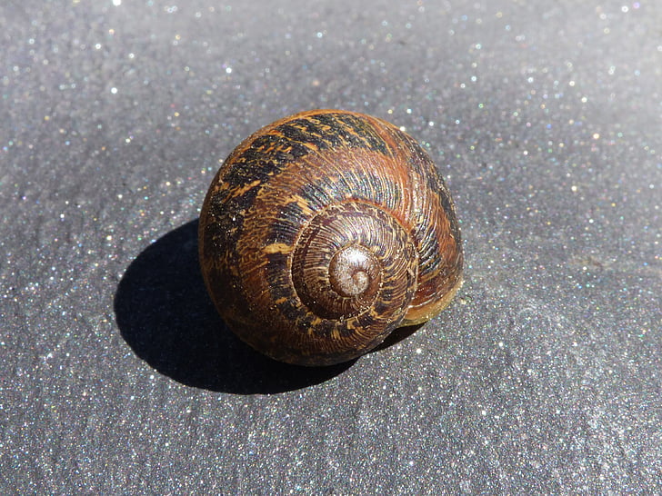 snail, shell, spiral, molluscum, gastropods