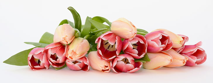 tulips, flowers, apricot, pink, nature, spring, spring awakening