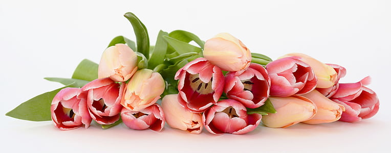 tulpės, gėlės, abrikosų, rožinė, Gamta, pavasarį, pavasario pabudimo