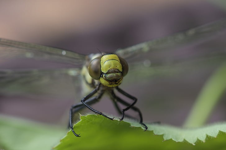 Dragonfly, Hawker, vlucht insect, sluiten, macro, natuur, groen