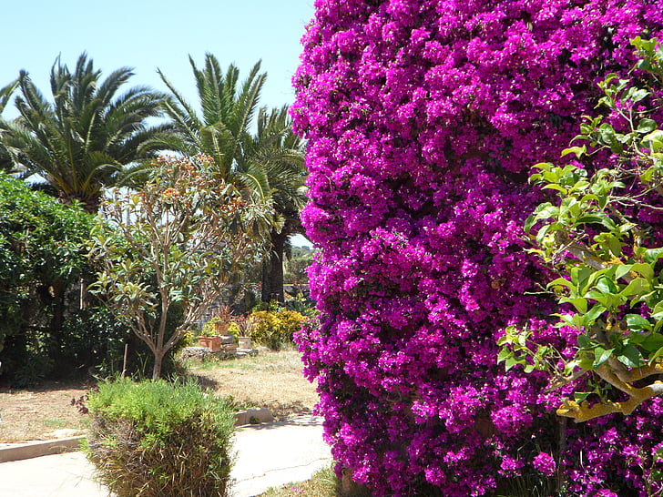 Địa Trung Hải, Sân vườn, mùa hè, thực vật, thực vật, Hoa, Bouganville