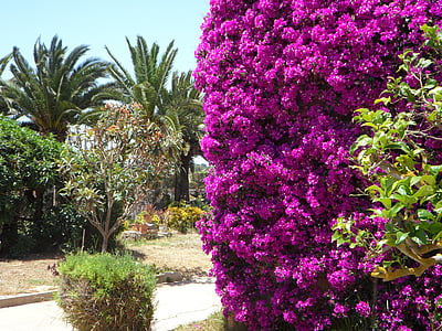 mediterranean, garden, summer, flora, plant, flower, bouganville