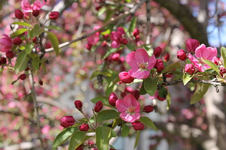 Crabapple, merah muda, pohon, berbunga, bunga, musim semi, musim semi