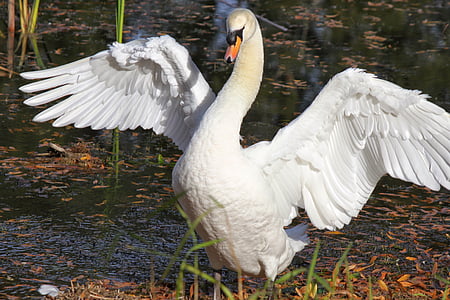 burung, Swan, alam, liar, foto, sayap, bulu