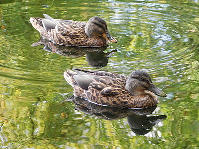 ducks, swim, water bird, waterfowl, two ducks, at the pond, animal world